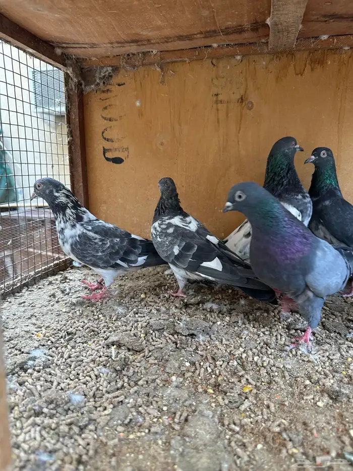 حمام باكستاني 5