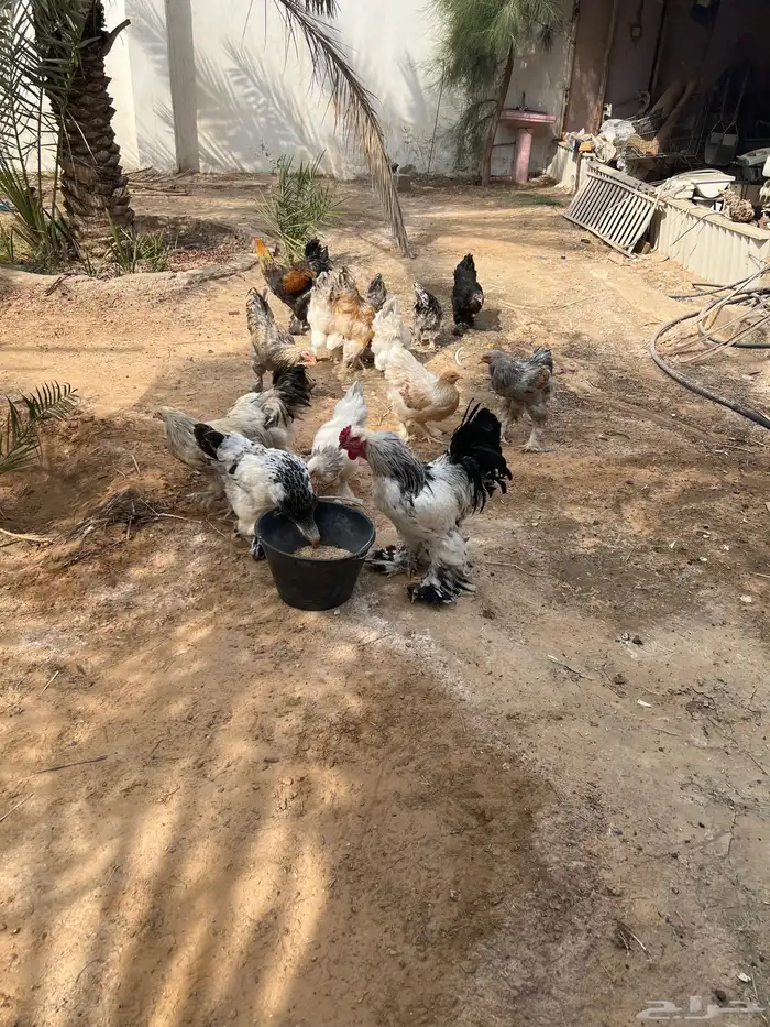 دجاج براهما 8