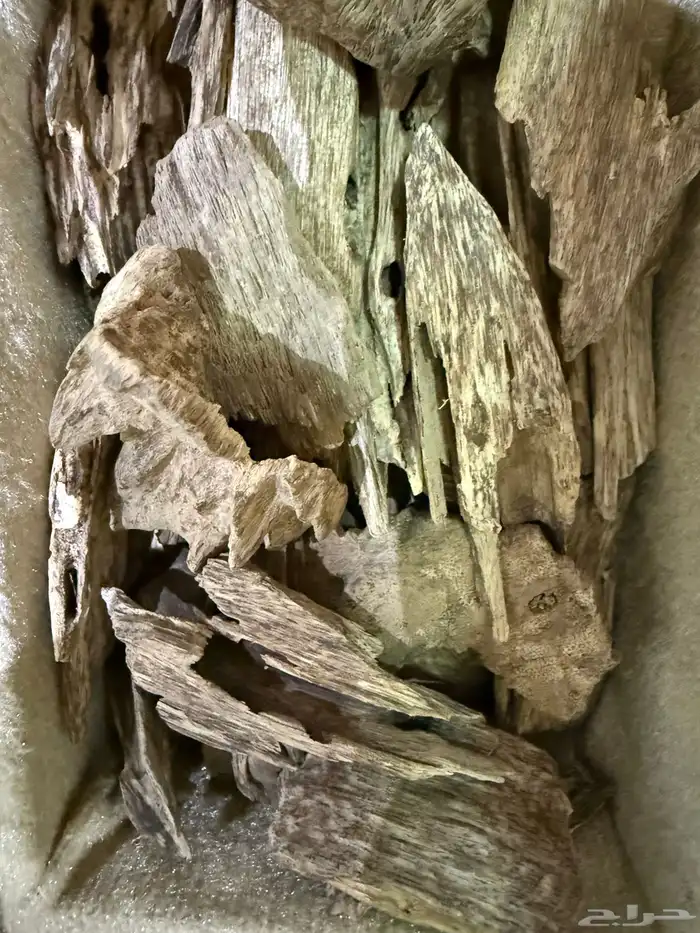 عوده كلمنتان بونتيناك 4