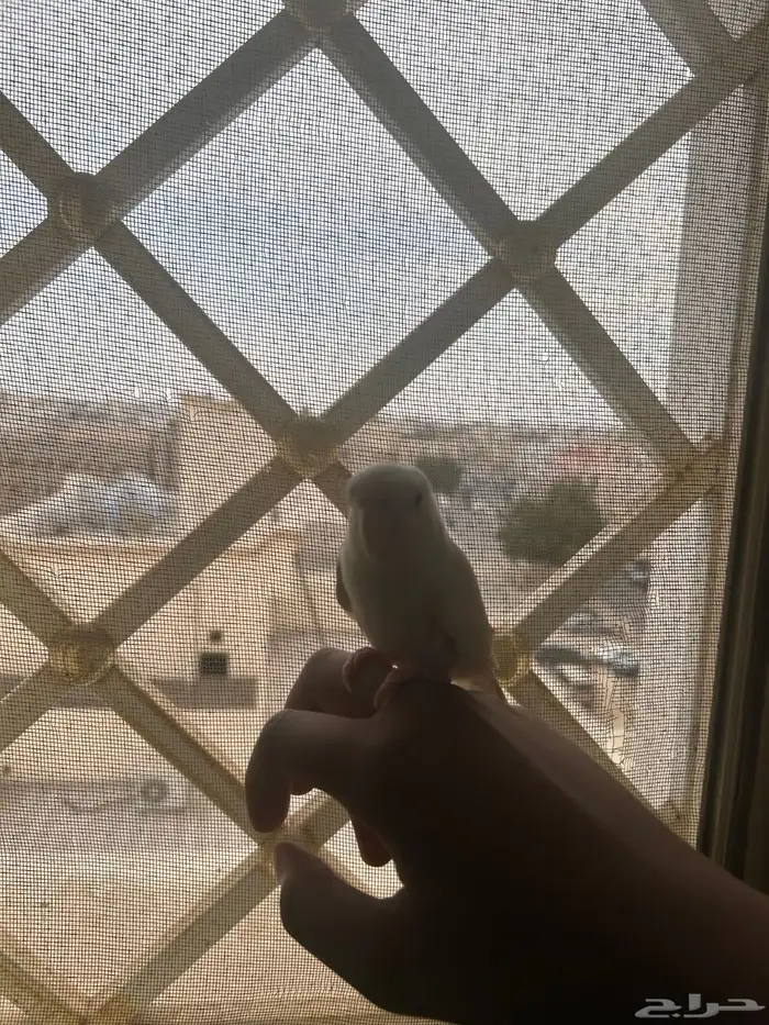 روز بينو للبيع 4