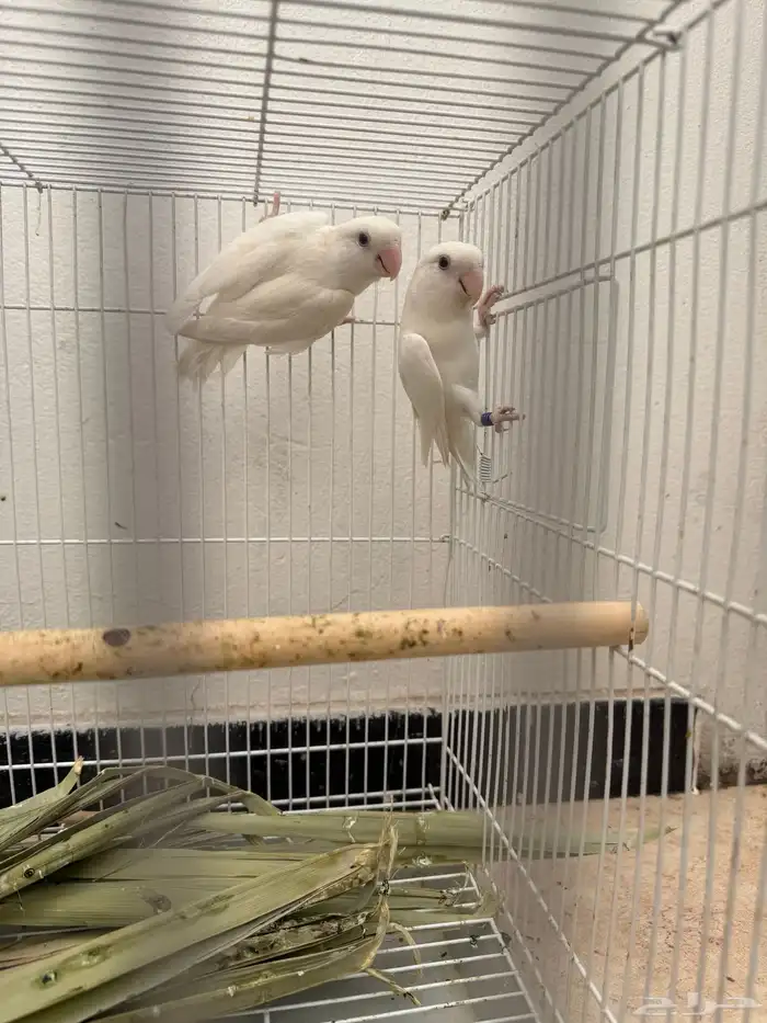 روز البينو عيون حمر 0