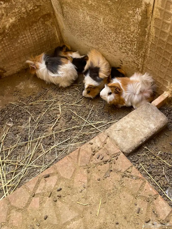 وبرة نظيفة وبشعر كثيف (أمريكي- فرنسي- بلدي) 6