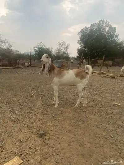 جفرة للبيع index