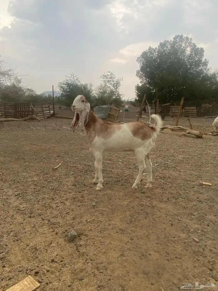 جفرة للبيع 2