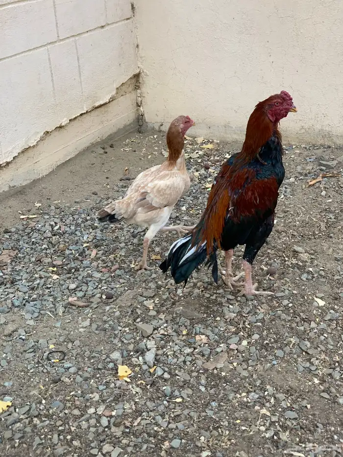 ديك ودجاجه باكستانيه 3