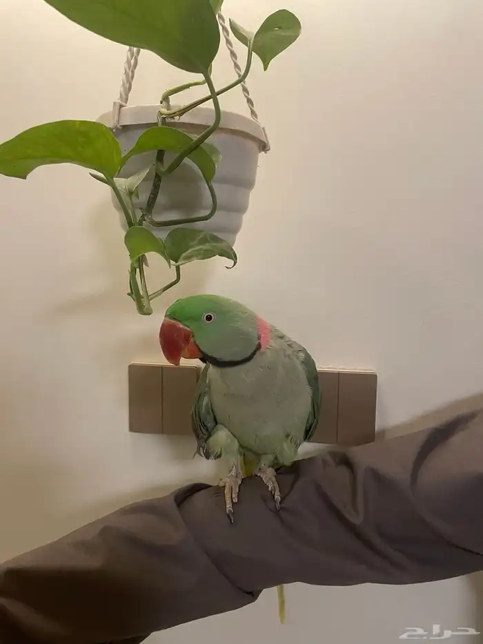 ذكر درة نيبالي 0