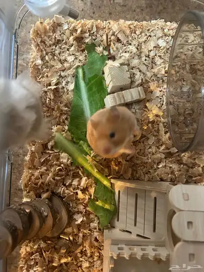 Syrian hamster index