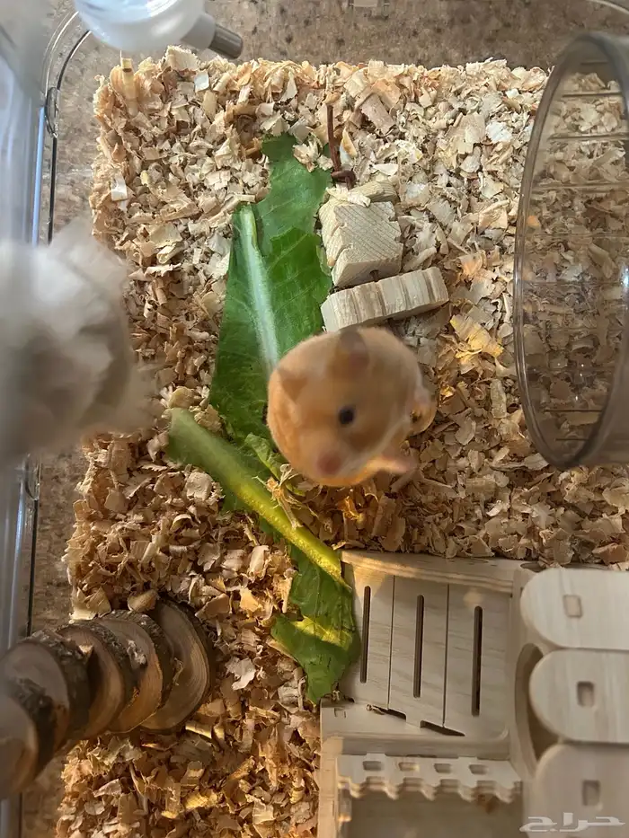 Syrian hamster 5