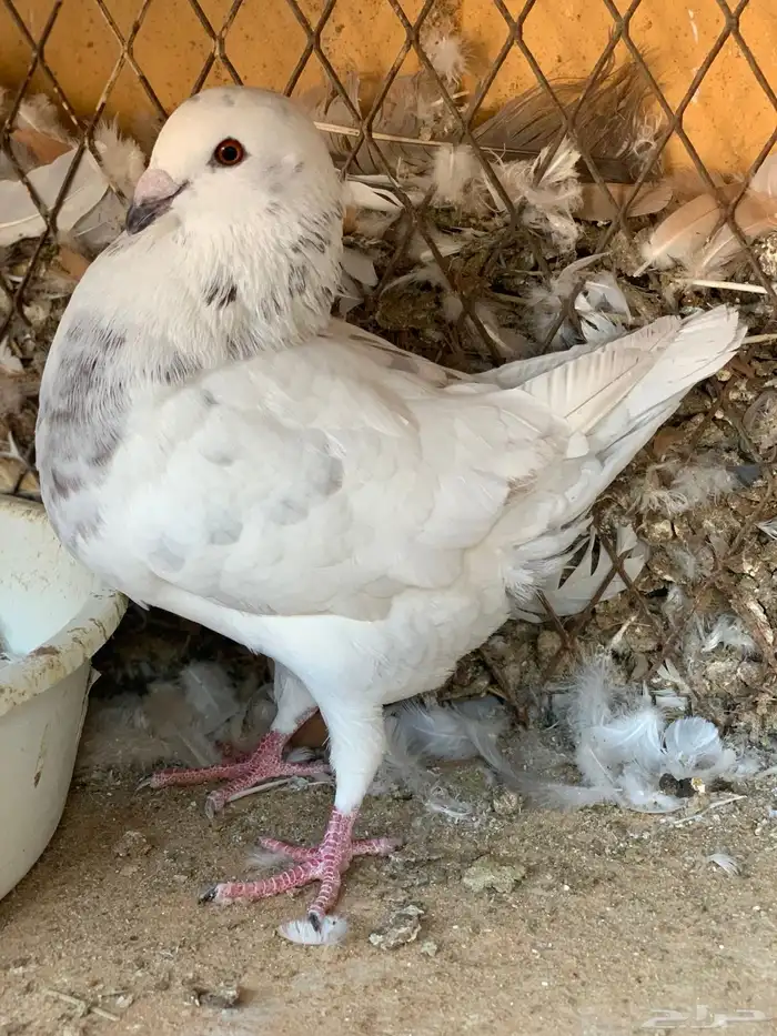 طبة كنق على هومر باقي له 4 ريشات 4