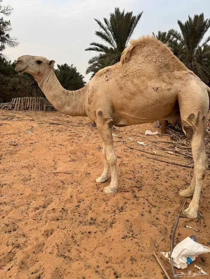 ناقه وبعير 4