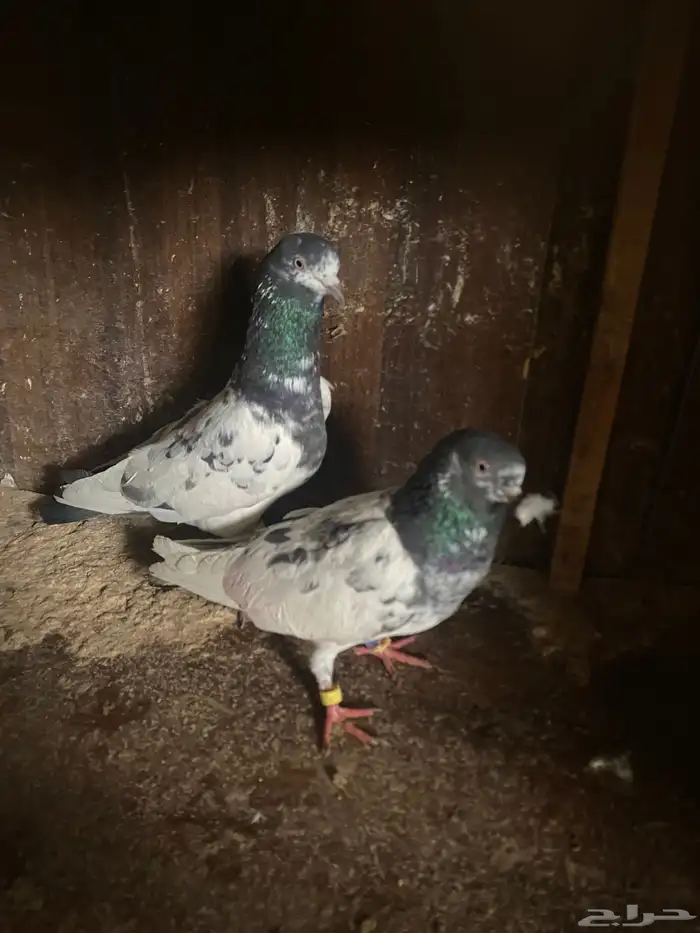 حمام باكستاني 2