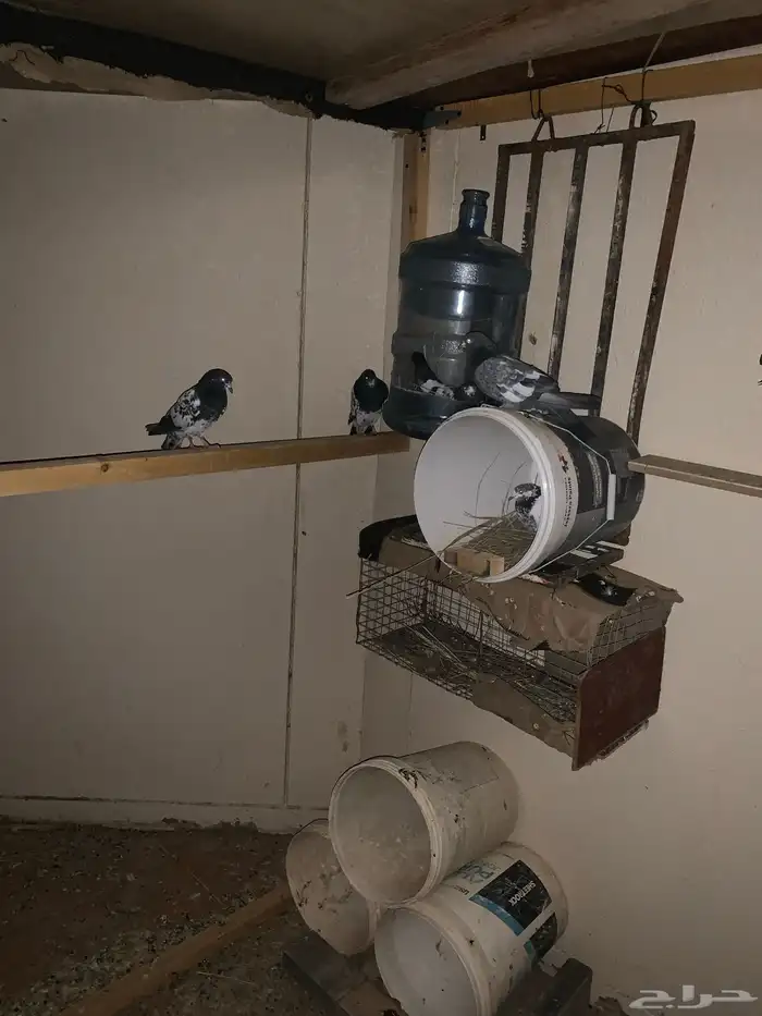 حمام باكستاني 1