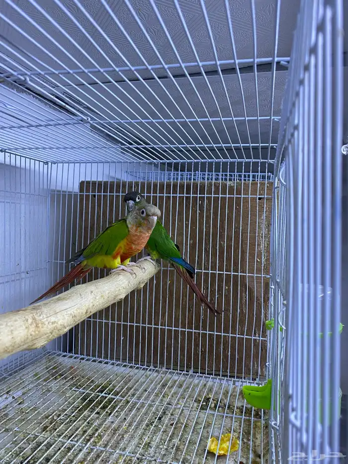 حوز كنيور جاهز 3