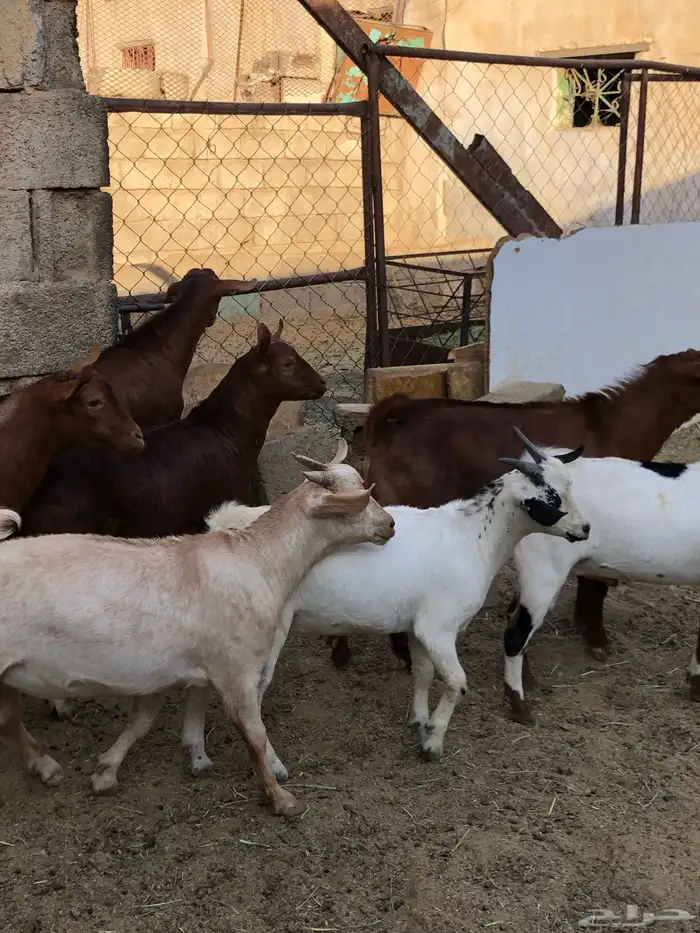 تيوس نظيفه مشروطه من كل عذروب 12