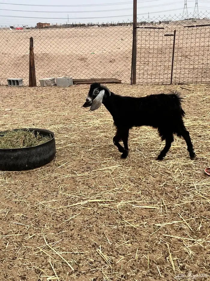 تيوس عوارض ذبايح 1