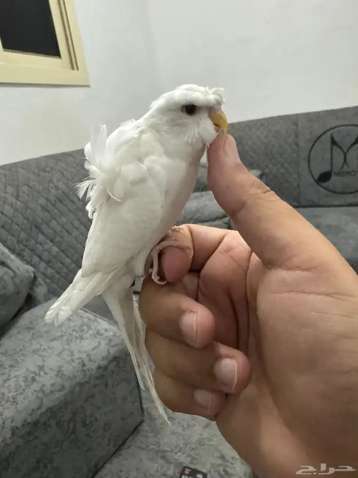 فرخ كرست هوقو اليف 1