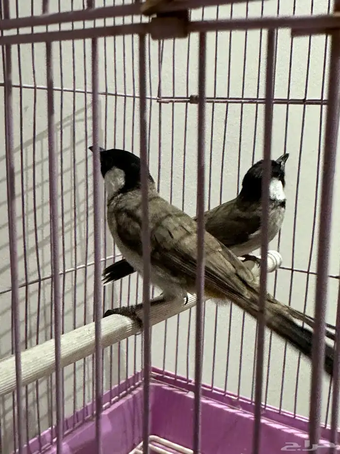 بلبل بلابل عراقي ابيض الخدين 1