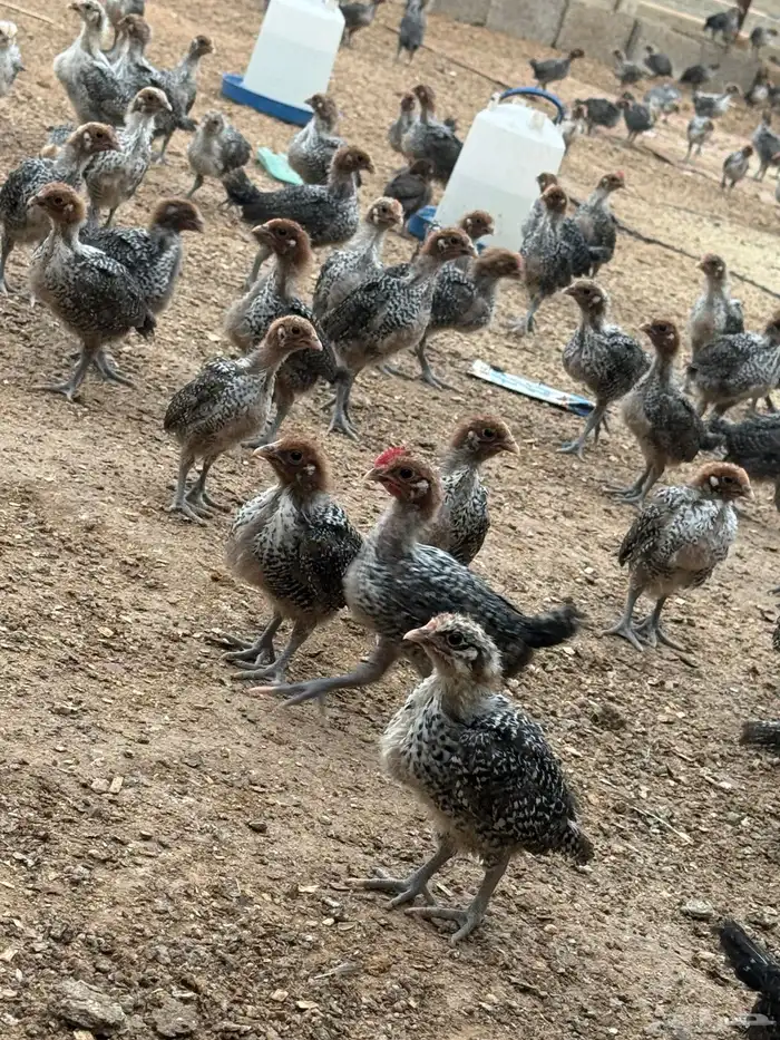 صوص دجاج فيومي دم صافي 3