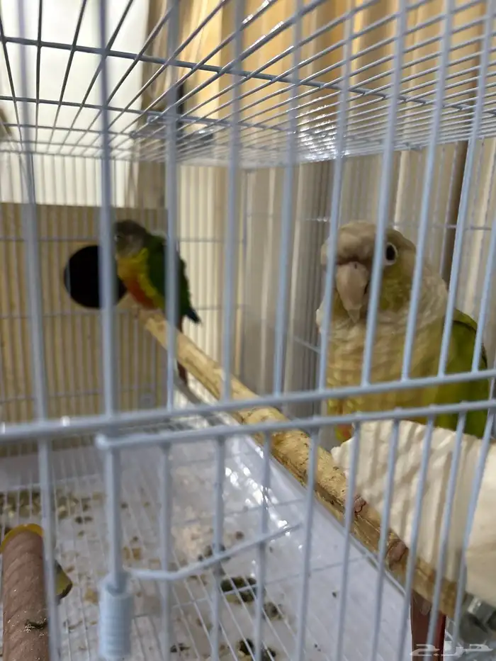 جوز كنيور منتج شرط 2