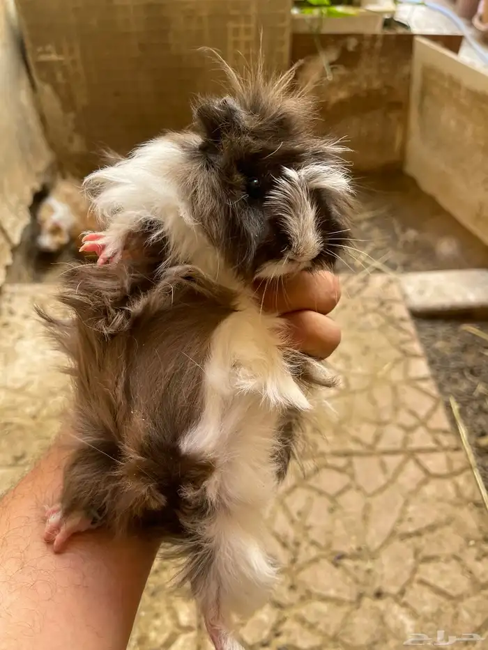 وبرة نظيفة وبشعر كثيف (أمريكي- فرنسي- بلدي) 10