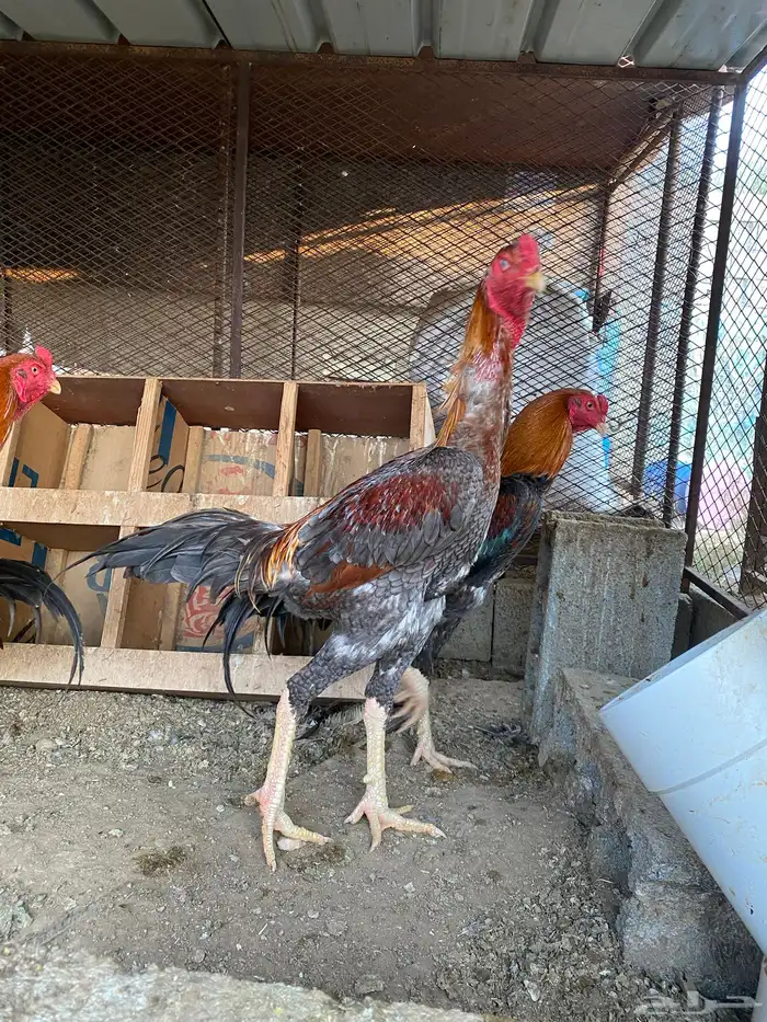 دجاج للببع 0