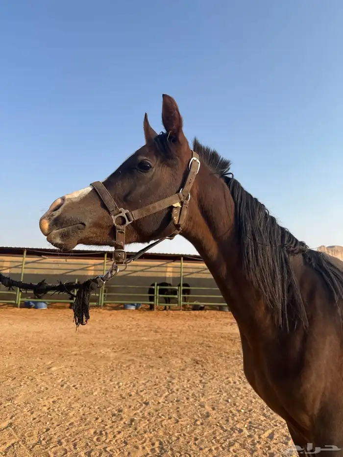 حصان مكس حفيد ابطال 3