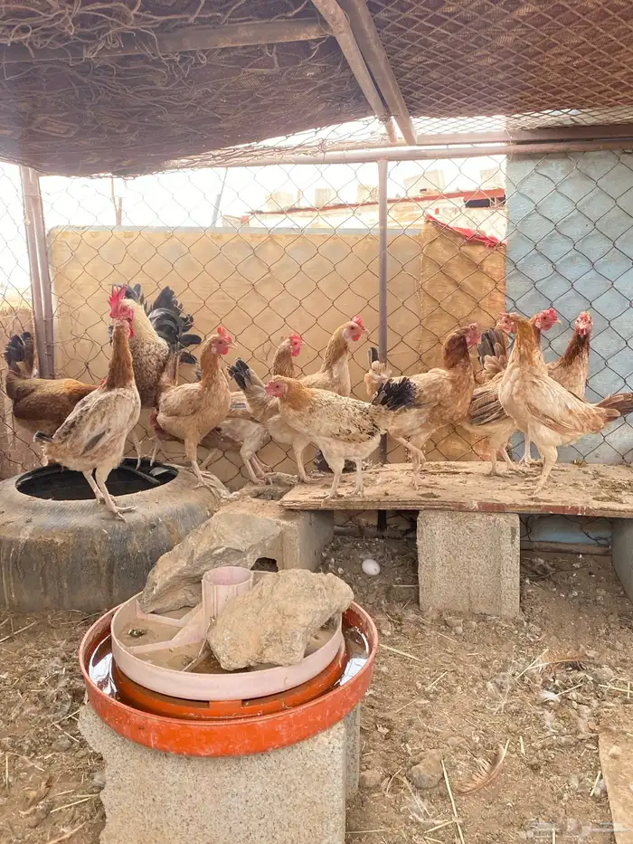 دجاج بلدي بياض الصحه شرط 4