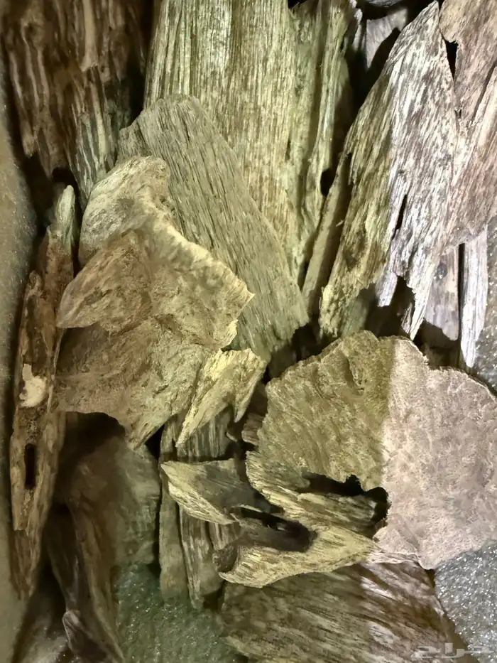 عوده كلمنتان بونتيناك 3