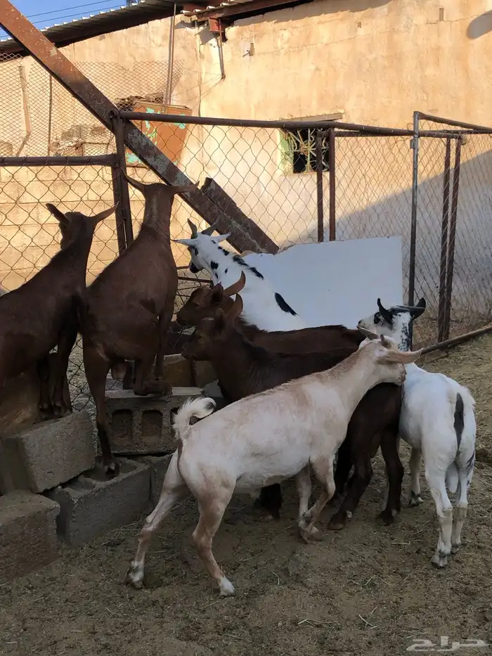 تيوس نظيفه مشروطه من كل عذروب 0