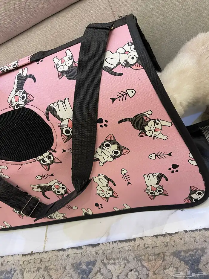 قطط للبيع صحتها سليمه 4