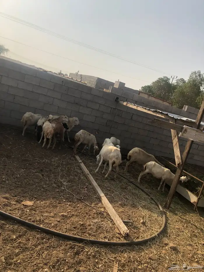 ضان العدد 13 معى الفحل 4