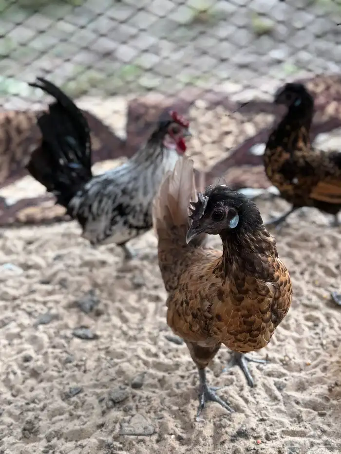 دجاج حباحب 0