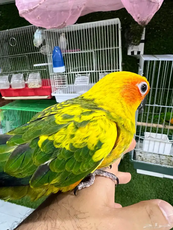 فرخ صن كنيور اليف 2