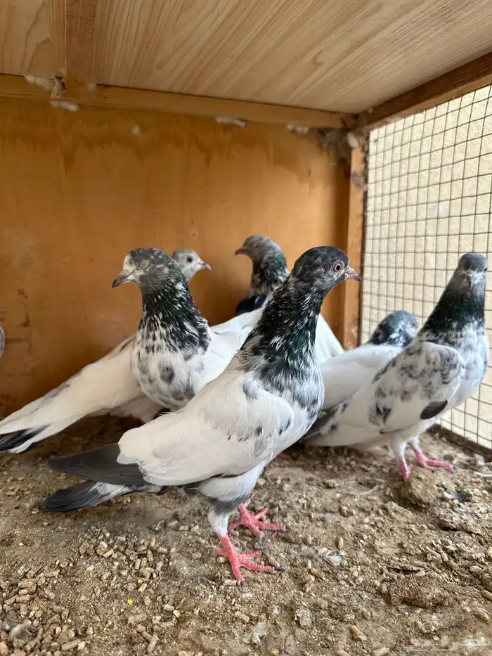 حمام باكستاني 9