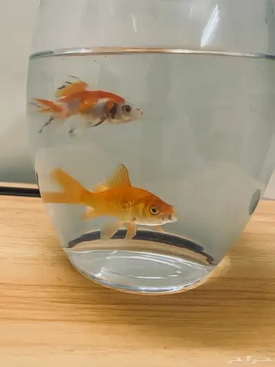 زوج اسماك index