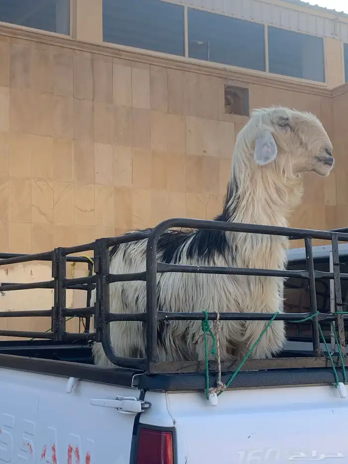 شاه صنف حايل 0