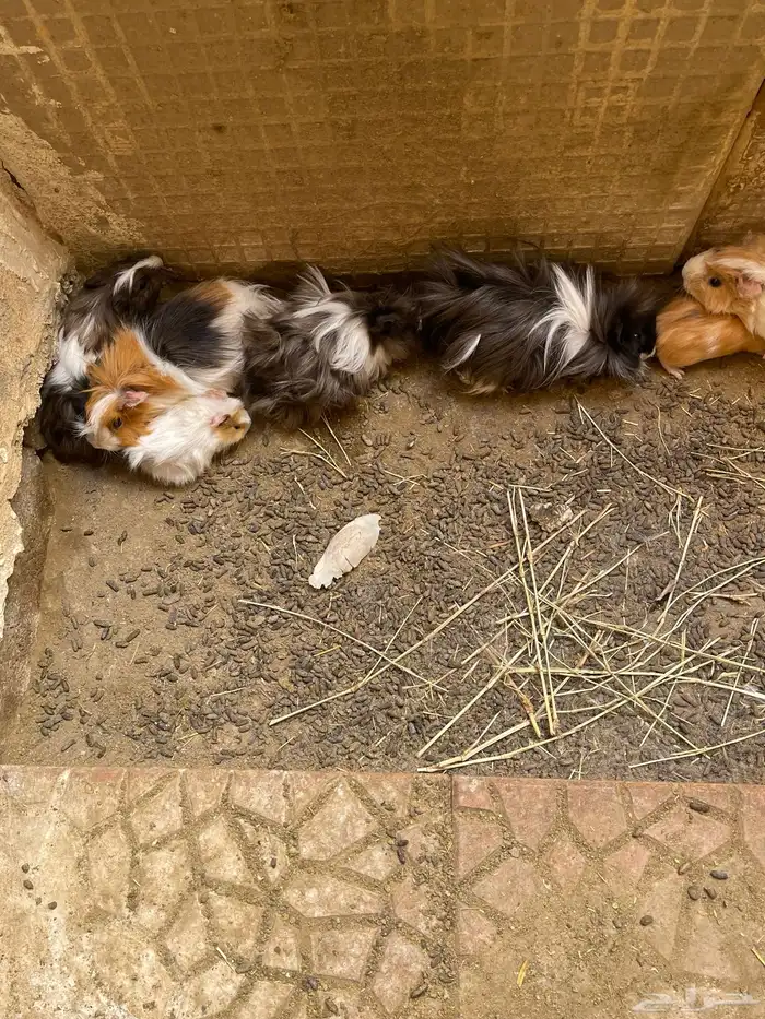 وبرة نظيفة وبشعر كثيف (أمريكي- فرنسي- بلدي) 15