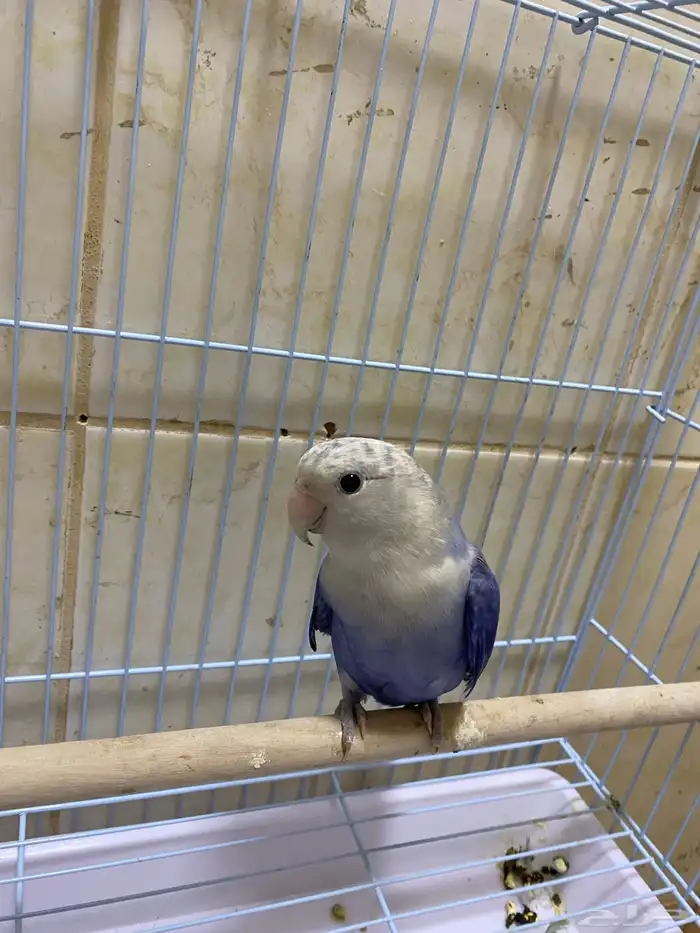 حبيت اعرض هاذا الإعلان طير روز ذكر عمره شهرين ونص 0