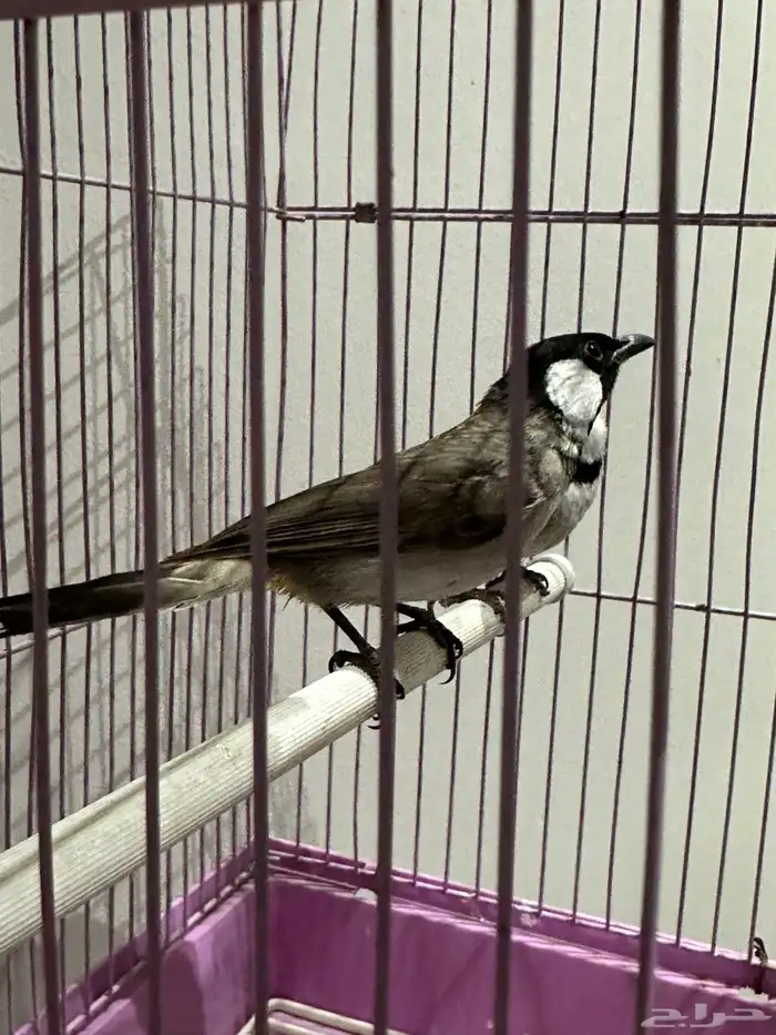 بلبل بلابل عراقي ابيض الخدين 0