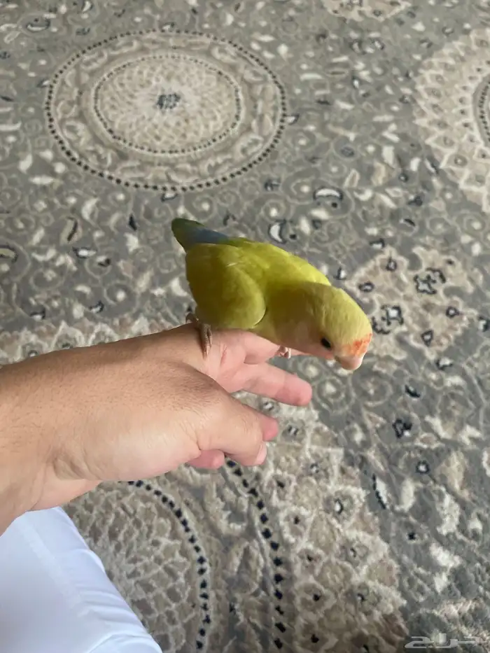 للبيع روز اليف 2