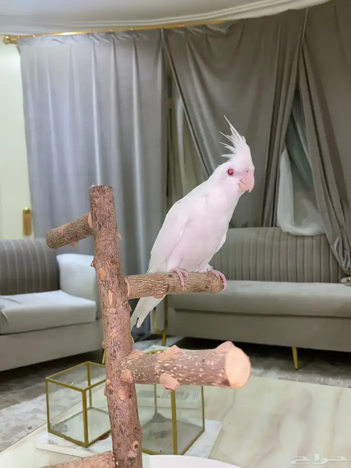 كروان اليف جدا 2