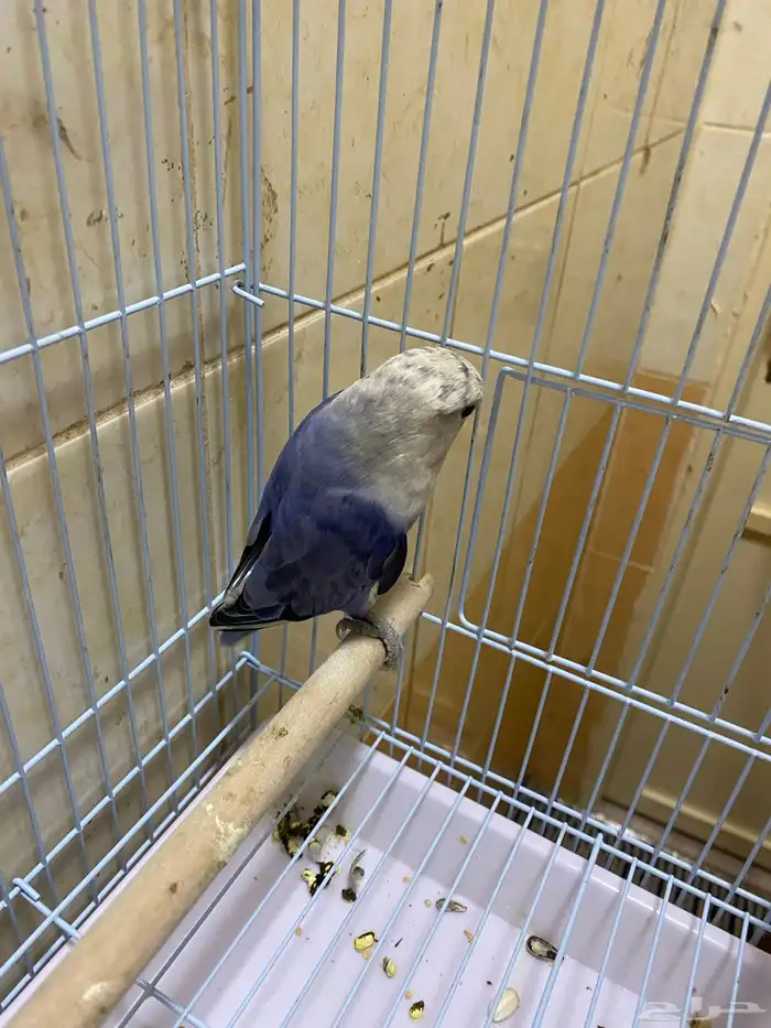 حبيت اعرض هاذا الإعلان طير روز ذكر عمره شهرين ونص 1