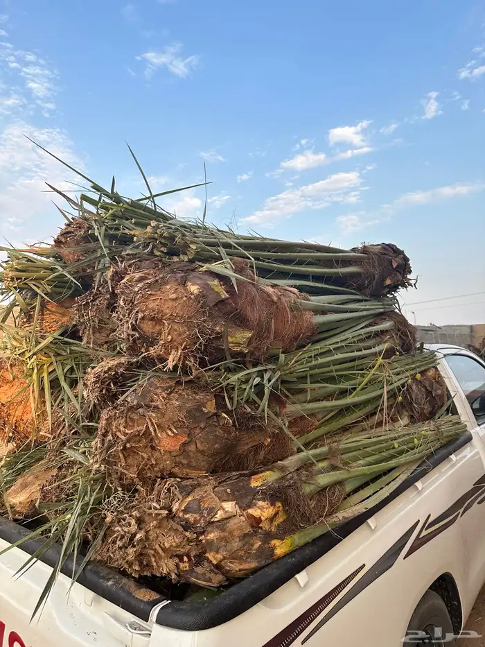 نخل مثمر للبيع مع الزراعه بالموقع 3