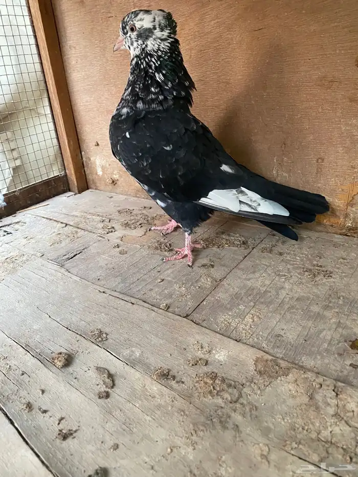 حمام ايراني تشكيلي 1