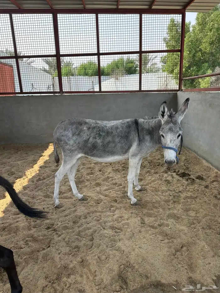 حمارتين للبيع 1