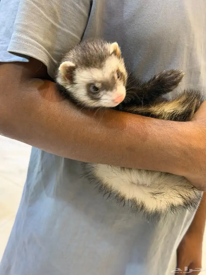 النمس الأوربي 2