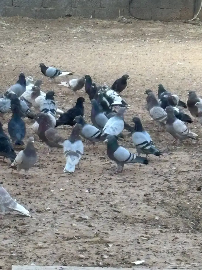 حمام فرنسي مع بلدي. 1