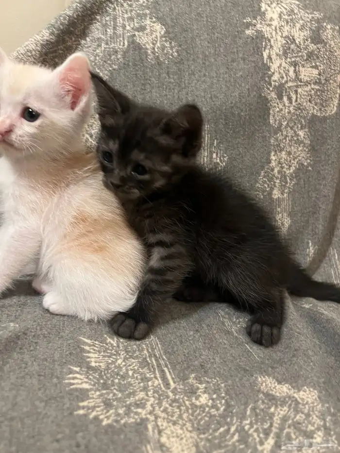 كتن شيرازي قطط للبيع مو للتبني هجين برتش 4