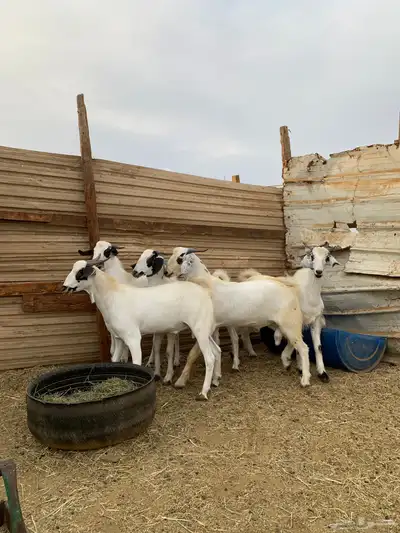 تيوس بيشيات index