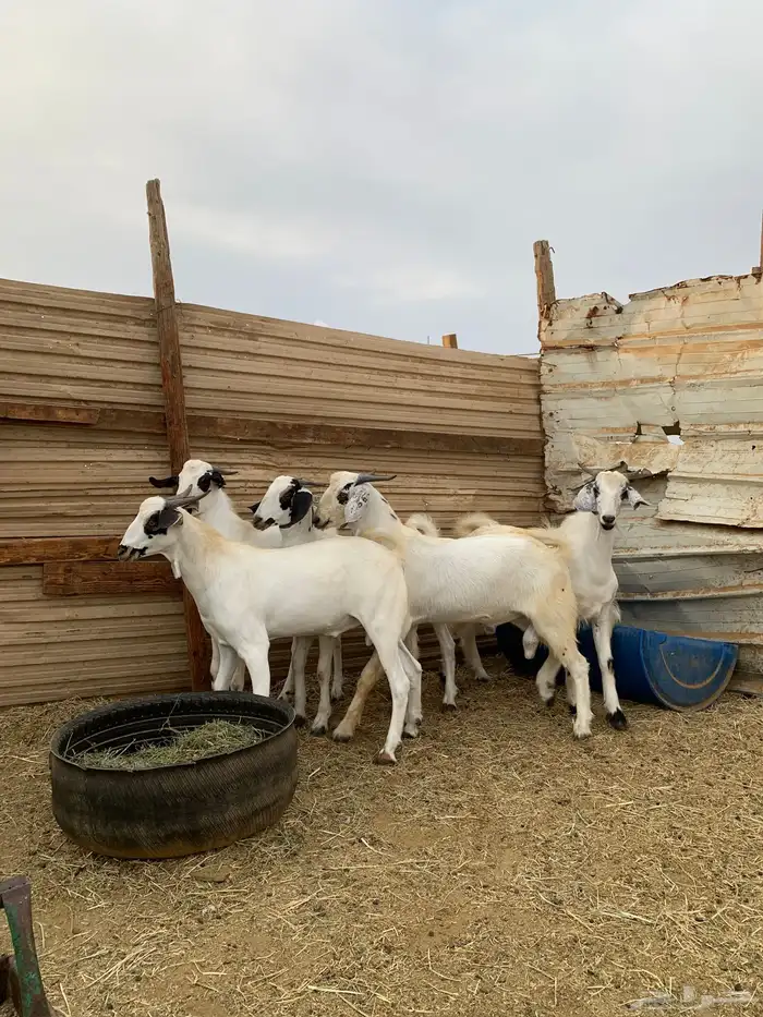 تيوس بيشيات 3